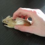 Facetten van Natural Language Processing – deel 2